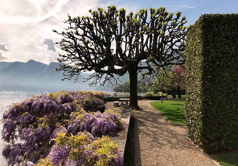 Lom002 - Villa Palazzo on Lake Como