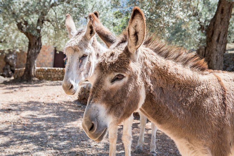 Mal005 - Villa Espanhola Tradicional em Maiorca