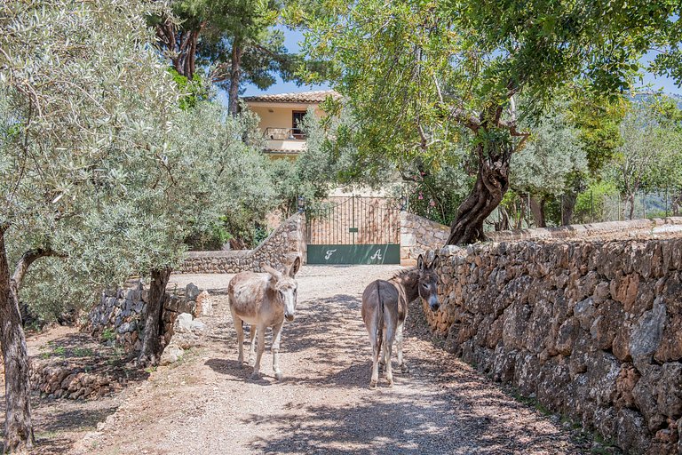 Mal005 - Villa tradicional española - Mallorca