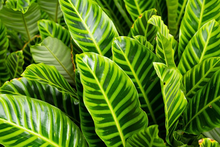 Angra dos Reis, Ilha Grande, Maison, 7 suites.