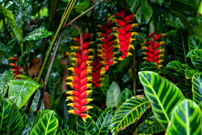 Angra dos Reis, Ilha Grande, Maison, 7 suites.