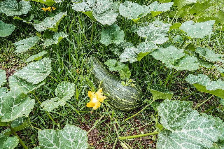 Sao008 - Villa de campagne à 1 heure de São Paulo