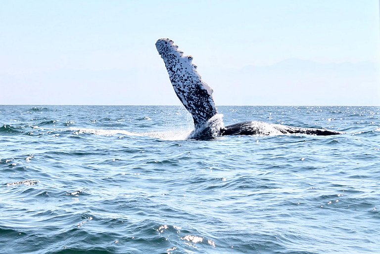 Ptm006 - Belle villa avec piscine et belle vue mer