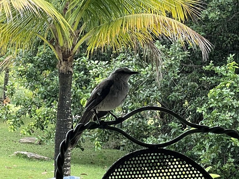 Bah087 - Sitio Villa em meio ao rio e o mar