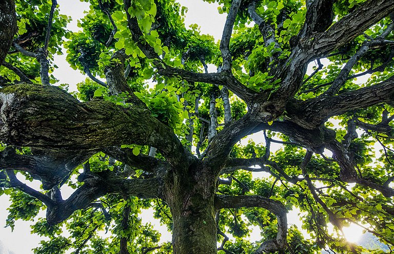 Lom002 - Palazo Italiano en el Lago de Como