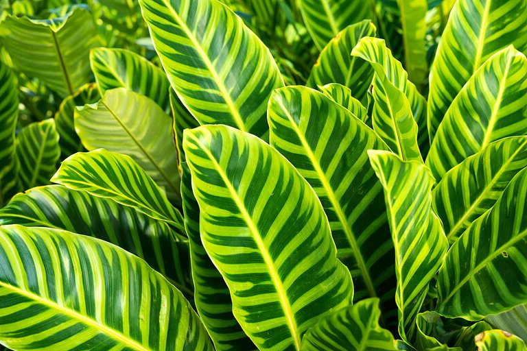 Angra dos Reis, Ilha Grande, Maison, 7 suites.