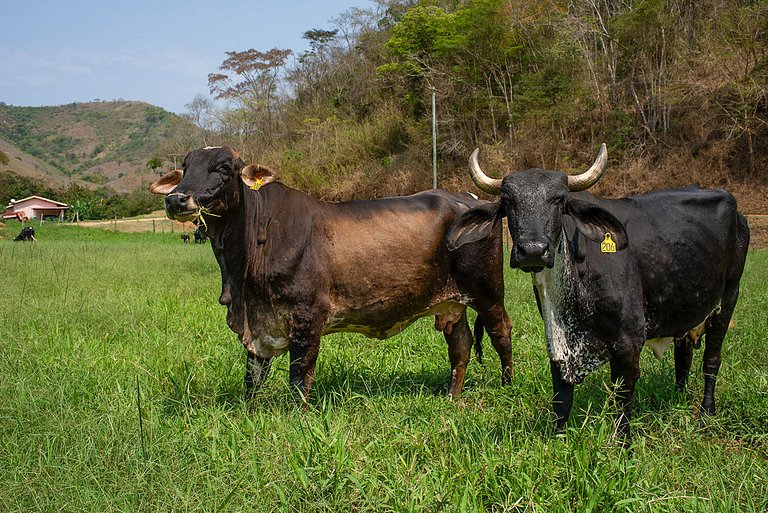 Srj002 - Linda casa de fazenda em Bemposta