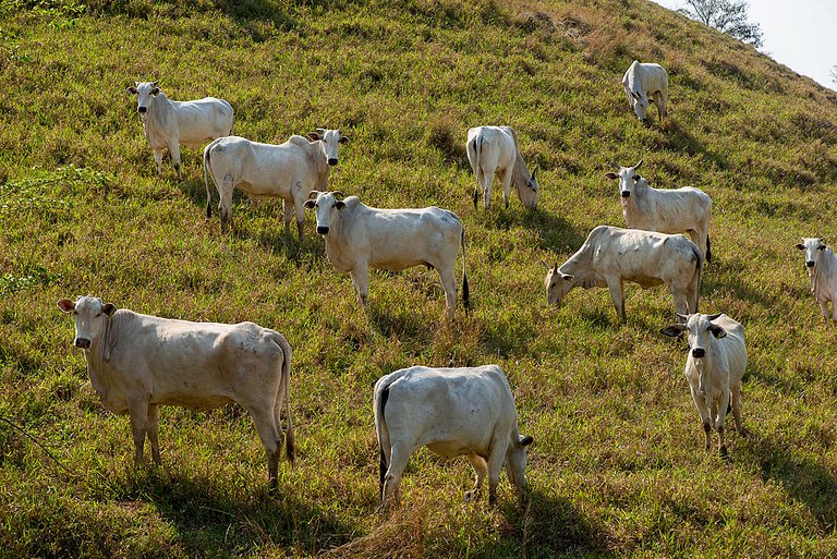 Srj002 - Linda casa de fazenda em Bemposta